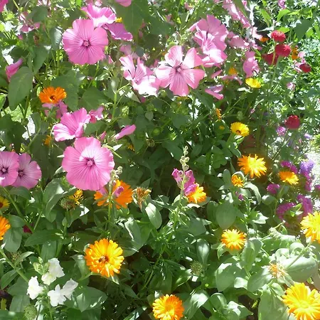 Gästehaus Hosp Apartment